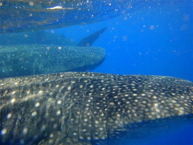 Una aventura increibte